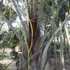 Triangle Palm 
