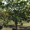 White Strangler Fig 