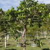 Strangler fig