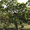 Strangler fig