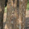 Bark of mature Pride of India 