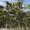 Queen's Crape-myrtle, Pride of India