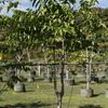 Ylang Ylang, Perfume Tree