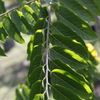 Ylang Ylang