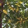 Flower Clusters 