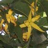 Ylang Ylang Flower 