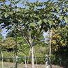 Stock Savannah Oak 