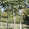 Roble de Sabana 