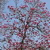 Roble Sabana 