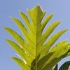 Breadfruit Leaf
