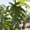 Breadfruit 