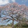 Pink trumpet tree, Savannah oak,