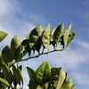 Washington Navel Orange Leaves 