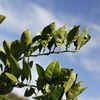 Leaves of Washington Navel Orange 