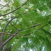 Guancaste Leaf 