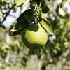 Washington Navel Orange at Cocobolo Tree Farm 