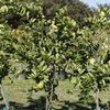 Washington Navel Orange at Cocobolo Tree Farm 