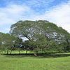 Mature Guancaste Tree