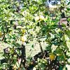 Limón Cidra, Citron