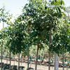 Brazilian Mahagany, Big-leaf mahagany
