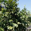 Coaba, Big Leaf Mohagany 