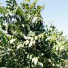 Coaba, Big Leaf Mohagany 