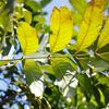 Coaba, Big Leaf Mohagany 