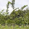 Chinese Guava 