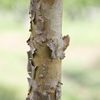bark Guyaba China 