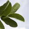 Chinese Guayaba leaf