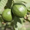 Guava Chinese 
