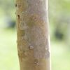 Guyaba Rosada trunk 