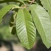 Guyaba Rosada leaf 