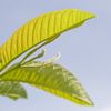 Guyaba Rosada leaf