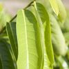 Guanbana, Soursop Leaf 