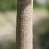Trunk Guanabana 