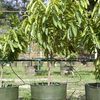 Soursop, Prickly Custard Apples at Cocobolo Tree Farm 