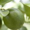 Key Lime, Limón criollo