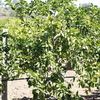 Persian Lime, Tahitian Lime