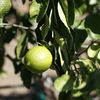 Persian Lime, Tahitian Lime