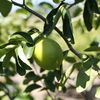 Persian Lime, Tahitian Lime