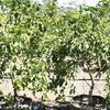 Persian Lime, Tahitian Lime