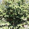 Star apple