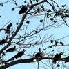 Vultures with seeds 