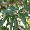 Irwin mango leaves 