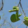 Immature Fruit 