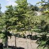 Jacaranda, Black Poui, Fern tree