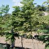 Jacarunda  at Cocobolo Tree Farm 