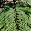 Jacarunda  fern like leaf 