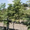 © Cocobolo Tree Farm 